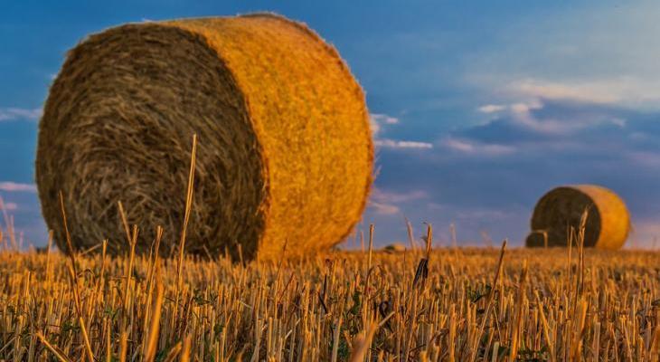 Norwegowie chcą w Polsce produkować energię ze słomy. Fot. Pixabay