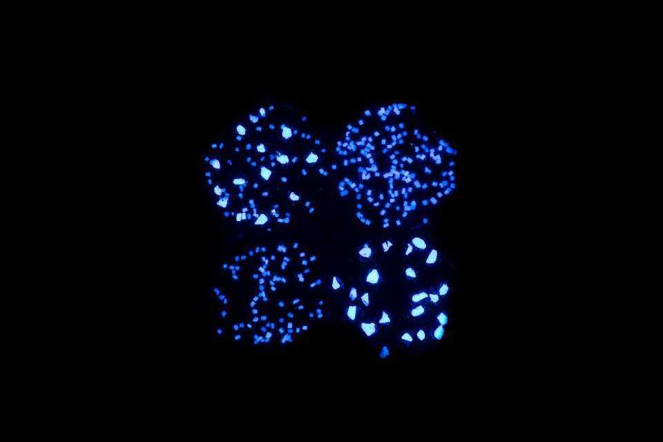 Świecąca ścieżka rowerowa. Źródło: TPA sp. z o.o.